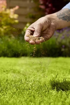 Verve Mamaterra Lawn Feed Granules 100m² 2.5kg 6 Verve Mamaterra Lawn Feed Granules 100m² 2.5kg -Outsunny Garden Zone verve mamaterra lawn feed granules 100m 2 5kg5063022034779 02i