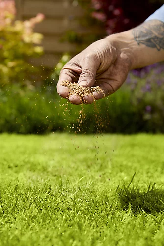 Verve Mamaterra Lawn Feed Granules 100m² 2.5kg 3 Verve Mamaterra Lawn Feed Granules 100m² 2.5kg - Image 3