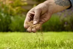 Verve Mamaterra Lawn Feed Granules 100m² 2.5kg 7 Verve Mamaterra Lawn Feed Granules 100m² 2.5kg -Outsunny Garden Zone verve mamaterra lawn feed granules 100m 2 5kg5063022034779 03i