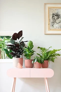 Vibes Fold Round Large 25cm Plant Pot Indoor Home Decorative Flower Herb Planter Embossed Design Recycled Plastic Pink -Outsunny Garden Zone vibes fold round large 25cm plant pot indoor home decorative flower herb planter embossed design recycled plastic pink5021218789988 04c MP